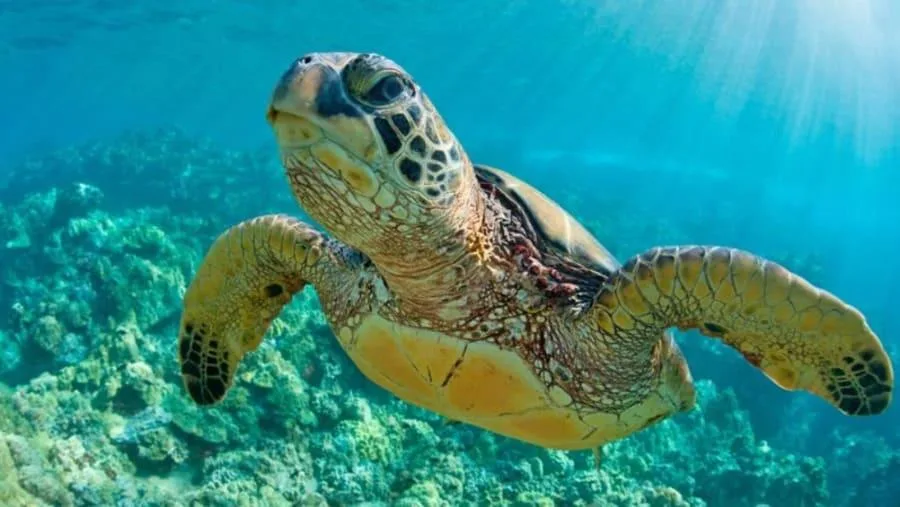 Green sea turtle swimming over coral reef in Watamu Kenya
